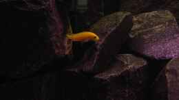 aquarium-von-daniel-kronmueller-becken-2636_junger Yellow