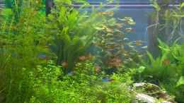 aquarium-von-daniel-raasch-becken-2638_