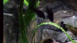 aquarium-von-malawiwilly-becken-26401_