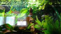 aquarium-von-phrankdiddie-amazonas-salmler-125l_