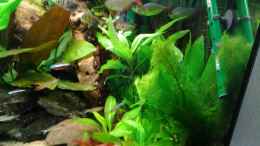 aquarium-von-phrankdiddie-amazonas-salmler-125l_