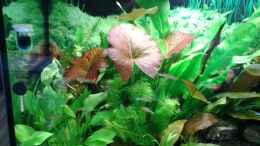 aquarium-von-phrankdiddie-amazonas-salmler-125l_