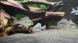 aquarium-von-stefan-heins-mein-1050er_Geophagus Winemilleri