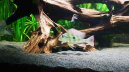 aquarium-von-stefan-heins-mein-1050er_Geophagus Winemilleri