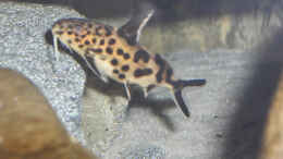 aquarium-von-justus-aufgeloestbecken-2668_junger Synodontis multipunktatus WFNZ