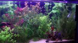 aquarium-von-lotte-und-hendo-the-new-green-world_Recht Seite