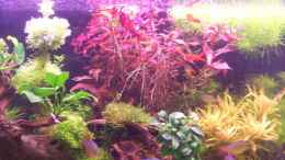 aquarium-von-lotte-und-hendo-the-new-green-world_Ludwigia Super Red