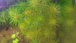 aquarium-von-lotte-und-hendo-the-new-green-world_Rotala Enie