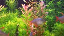 aquarium-von-lotte-und-hendo-the-new-green-world_Rotala Colorado