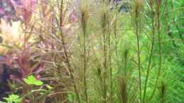 aquarium-von-lotte-und-hendo-the-new-green-world_Rotala Enie 