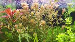 aquarium-von-lotte-und-hendo-the-new-green-world_Rotala Pink asimeliert