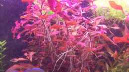 aquarium-von-lotte-und-hendo-the-new-green-world_Ludwigia Super Red