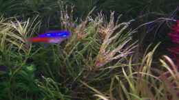 aquarium-von-lotte-und-hendo-the-new-green-world_Ludwigia Tornado Red