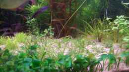 aquarium-von-lotte-und-hendo-the-new-green-world_Marsilea spp.