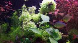 aquarium-von-lotte-und-hendo-the-new-green-world_Teichlebermoos