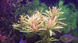 aquarium-von-lotte-und-hendo-the-new-green-world_Nesaea spec.golden