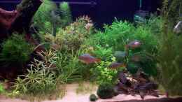 aquarium-von-lotte-und-hendo-the-new-green-world_Rechte Seite