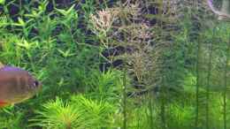 aquarium-von-lotte-und-hendo-the-new-green-world_Rotala Enie