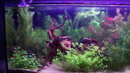 aquarium-von-lotte-und-hendo-the-new-green-world_Linke Seite