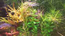 aquarium-von-lotte-und-hendo-the-new-green-world_Rotala sp. Nanjenshan