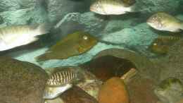 aquarium-von-enrico-pinkert-becken-2682_