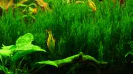 aquarium-von-danne86-juwel-vision-260_Taxiphyllum spec. flame - Die Barben mögen es, darin nach F