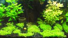 aquarium-von-easy-becken-27076_