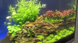 aquarium-von-ron-berlin-becken-27092_20.05.2013 Links