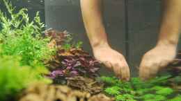 aquarium-von-ron-berlin-becken-27092_10.05.2013