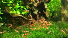 aquarium-von-ron-berlin-becken-27092_