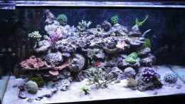 aquarium-von-brookshaw-430l-riff-mit-glasschrank_Update 16.03.14 01