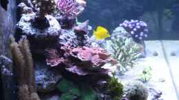 aquarium-von-brookshaw-430l-riff-mit-glasschrank_Update 16.03.14 03