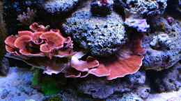 aquarium-von-brookshaw-430l-riff-mit-glasschrank_Montipora Platte rot