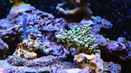 aquarium-von-brookshaw-430l-riff-mit-glasschrank_Acropora