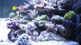 aquarium-von-brookshaw-430l-riff-mit-glasschrank_Update 16.03.14 02