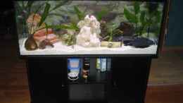 aquarium-von-annett-hahnemann-becken-2712_