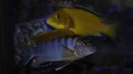 Foto mit Labidochromis Hongi Red Top