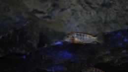 Foto mit Labidochromis Hongi Red Top
