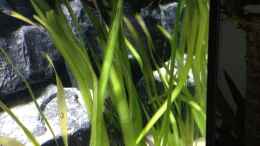 aquarium-von-vin-first-malawitank_Vallisneria Spiralis