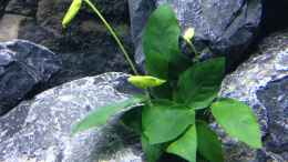 aquarium-von-vin-first-malawitank_ Zwergspeerblatt / Anubias bart. var. nana