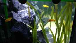 aquarium-von-vin-first-malawitank_Vallisneria Spiralis