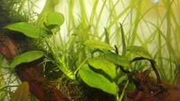 aquarium-von-aquarienhans-first-try_Anubia am 01.09.2013