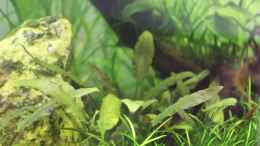 aquarium-von-aquarienhans-first-try_Cryptocorynen - 01.09.2013