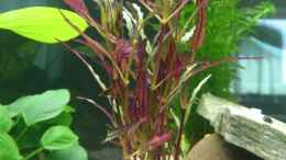 aquarium-von-christian-kleinhenz-becken-27229_Alternanthera reineckii