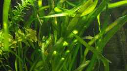 aquarium-von-rapid-das-kleine-schw-----gruene_Vallisneria von vorne