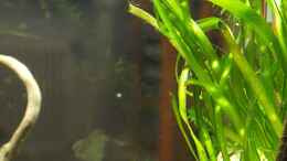 aquarium-von-rapid-das-kleine-schw-----gruene_Vallisneria von hinten