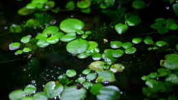 aquarium-von-koehler-african-falls_