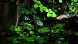 aquarium-von-koehler-african-falls_