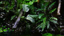 aquarium-von-koehler-african-falls_