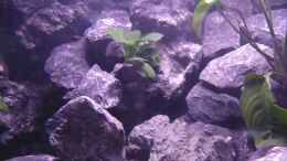 aquarium-von-evilchicken-demasoni-rocks---aufgeloest_Anubias